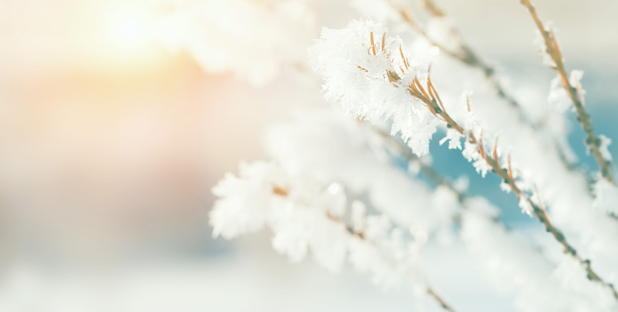 5SEASON